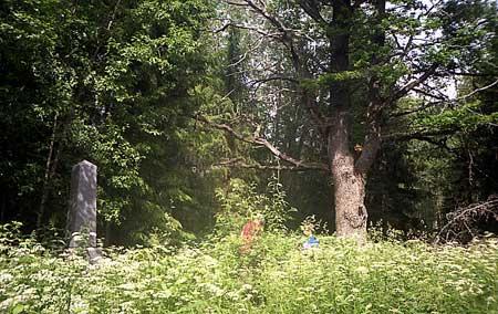 Усть-Рудица. Обелиск на месте усадебного дома и дуб, который стоял у крыльца