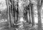 Усадьба Затуленье. Липовая аллея. Фото 1915