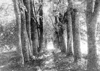 Zatulenye  country estate. Lime-tree alley. Photograph of 1915
